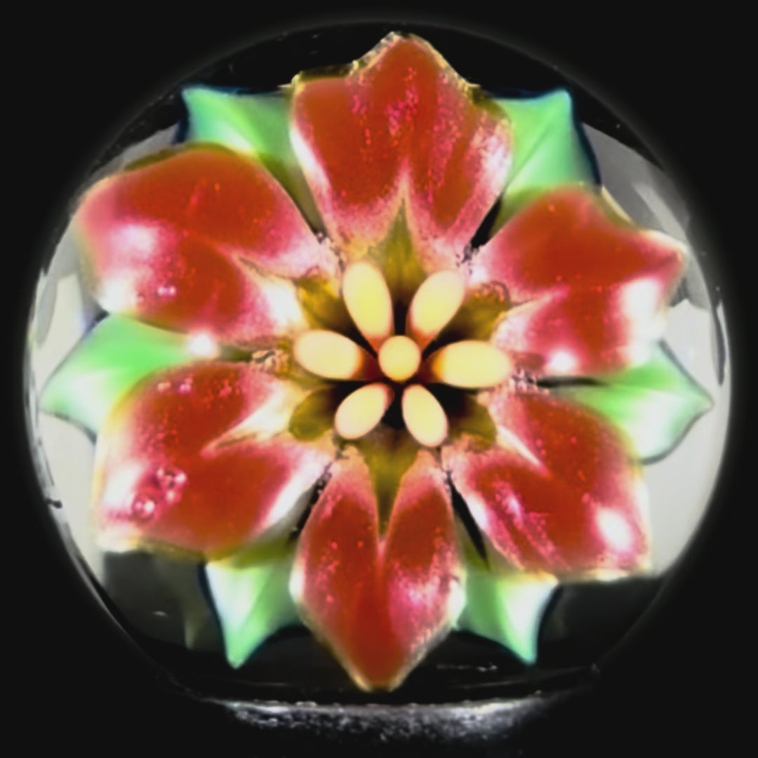 Florin Voicu 2025 Glass Art Marble Flamework Red Poinsettia Flower
