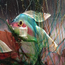 Huge Vintage Murano Cenedese Art Glass Paperweight Fish Aquarium Block Sculpture