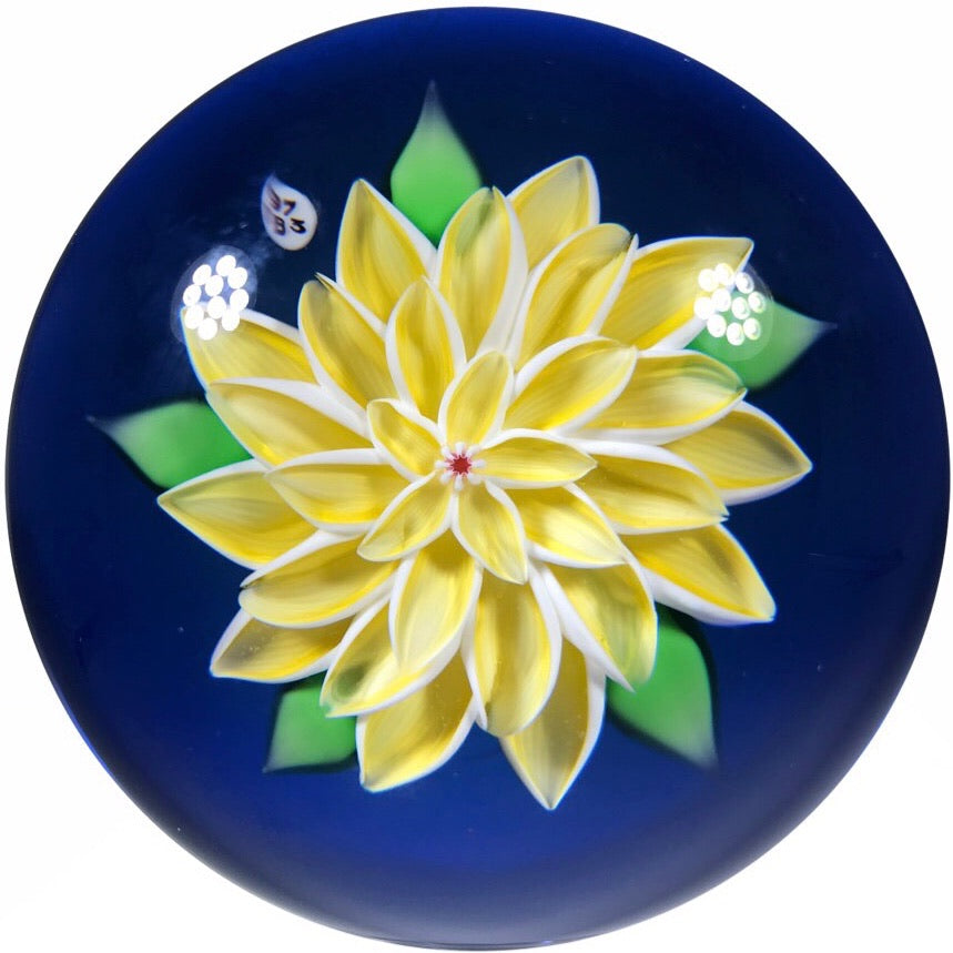 Baccarat 1973 Art Glass Paperweight Lampwork Yellow Dahlia on Blue Ground