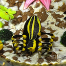 Super Magnum Mickael Hingant Glass Art Paperweight Flamework Six Critter Composition on Mottled Dirt Ground