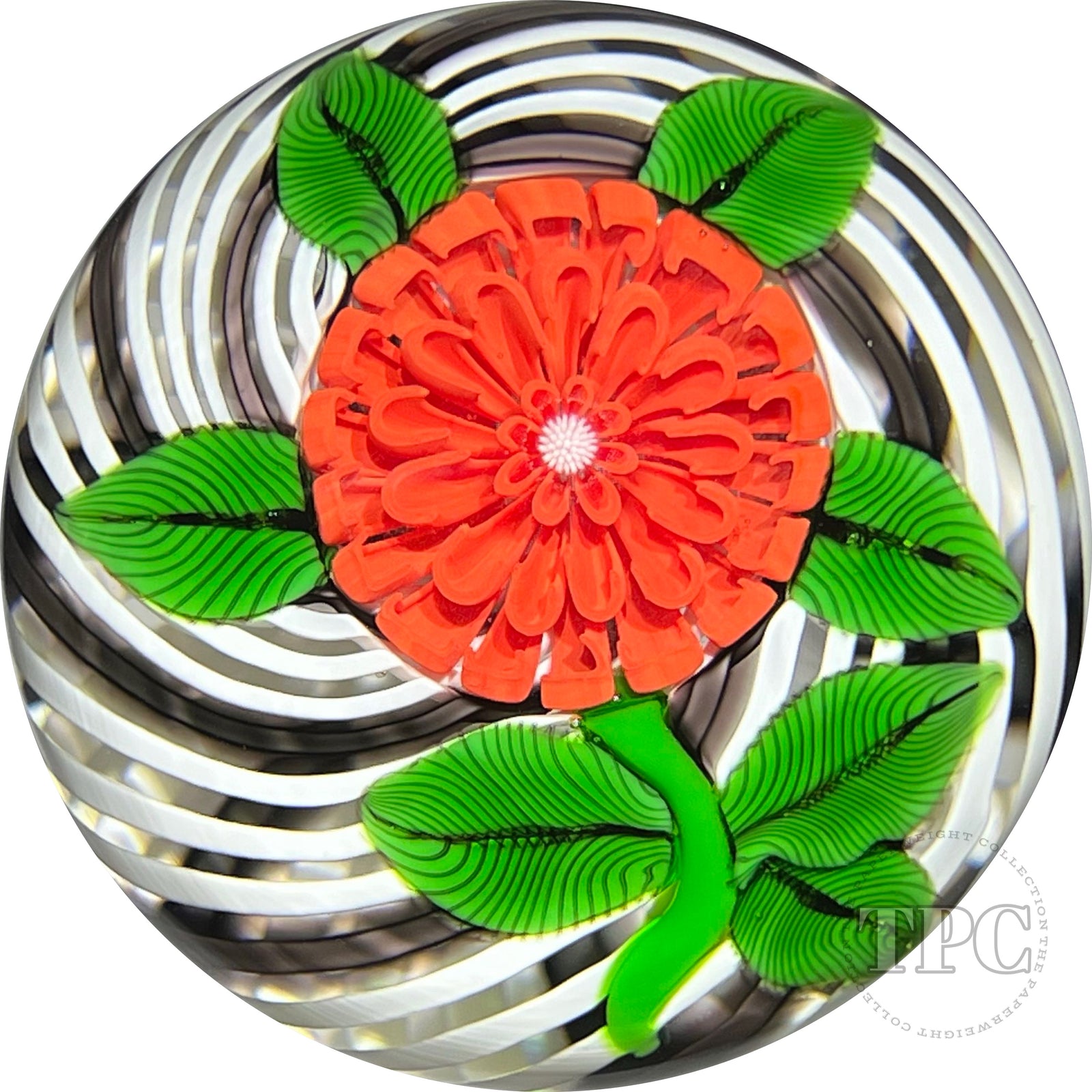 John Deacons Glass Art Paperweight Flamework Red Pompom Flower on Black & White Swirl