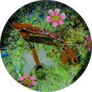 Limited Edition Caithness Scotland Compound Flamework "Trout and Mayfly" 4/100
