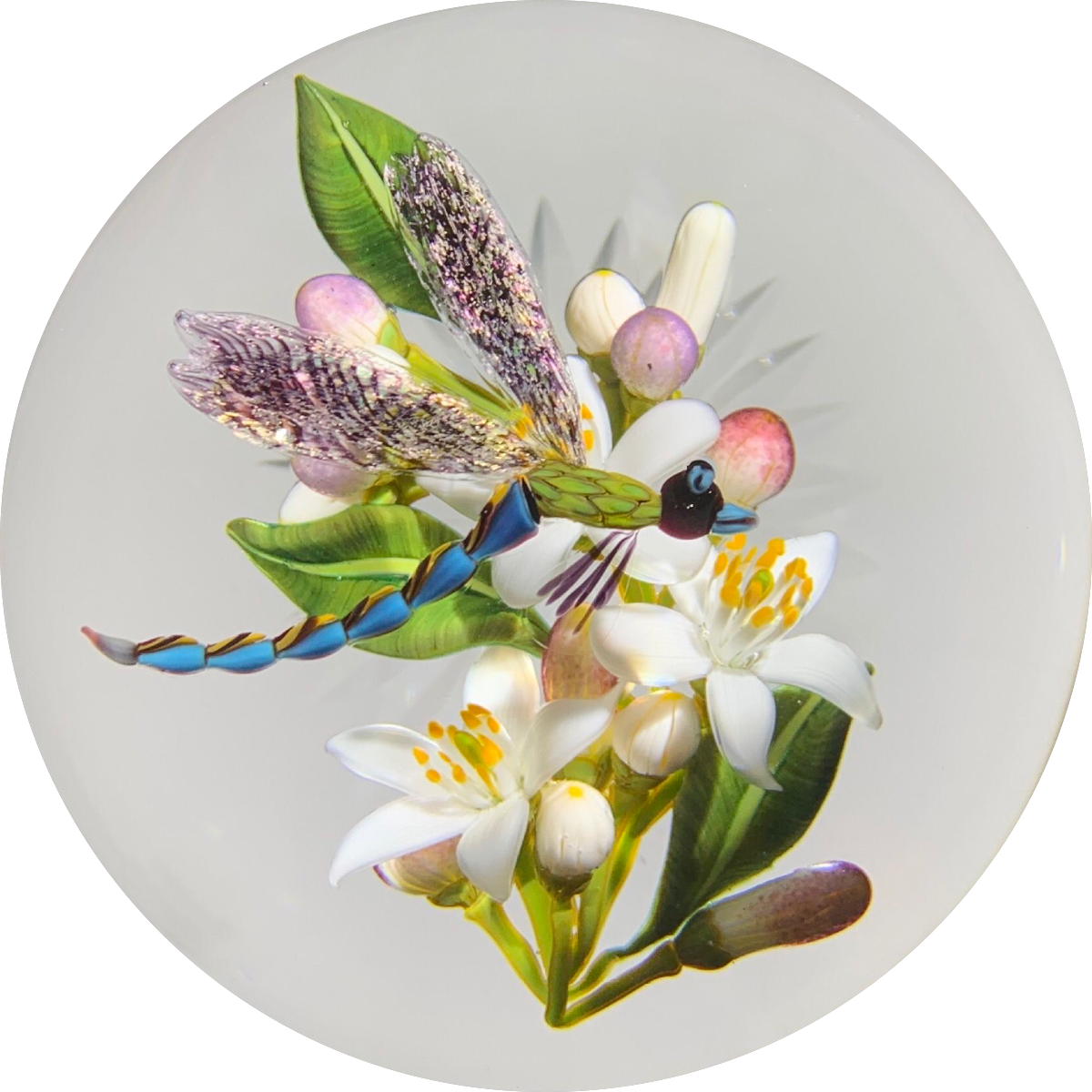 Gordon Smith 2020 Flamework Dragonfly over Lemon Blossoms Glass Art Paperweight