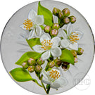Gordon Smith 2022 Glass Art Paperweight Flamework Apple Blossoms with Star-cut Base