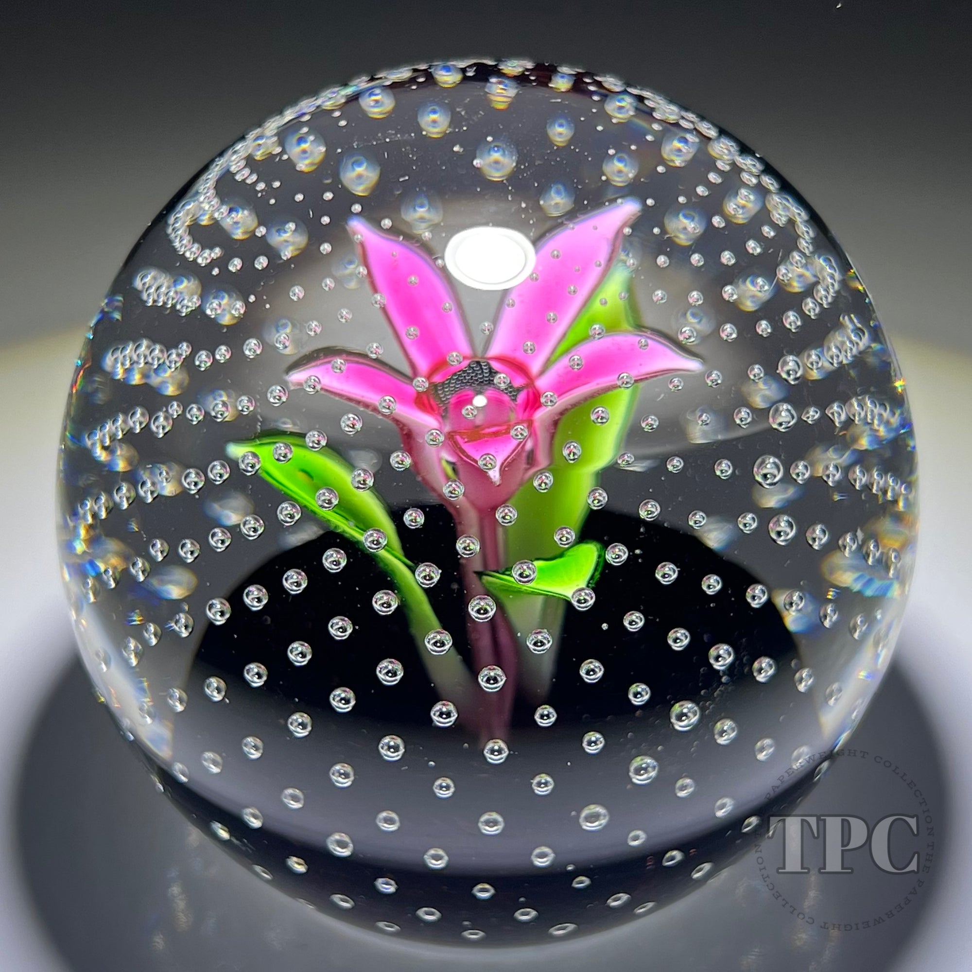 Caithness Glass Art Paperweight Upright Pink Flower in the Rain