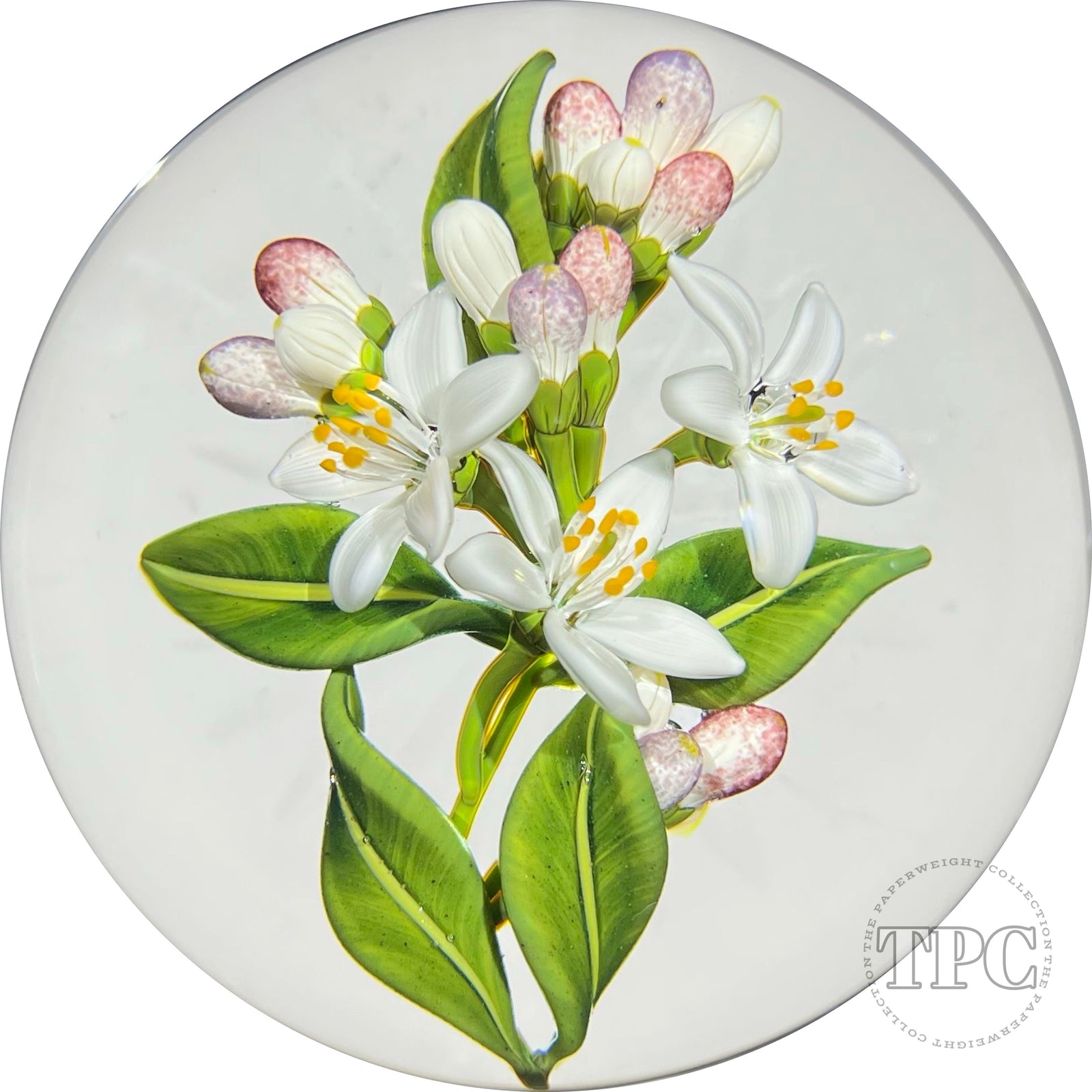 Gordon Smith 2022 Glass Art Paperweight Flamework Lemon Blossoms with Star-cut Base