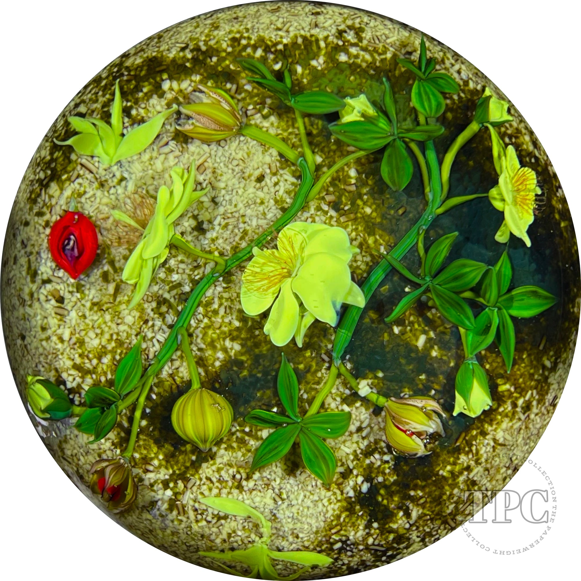 Magnum Paul Stankard 1983 Glass Art Paperweight Naturalistic Flamework Wild Yellow Rose on Sandy Moss Ground