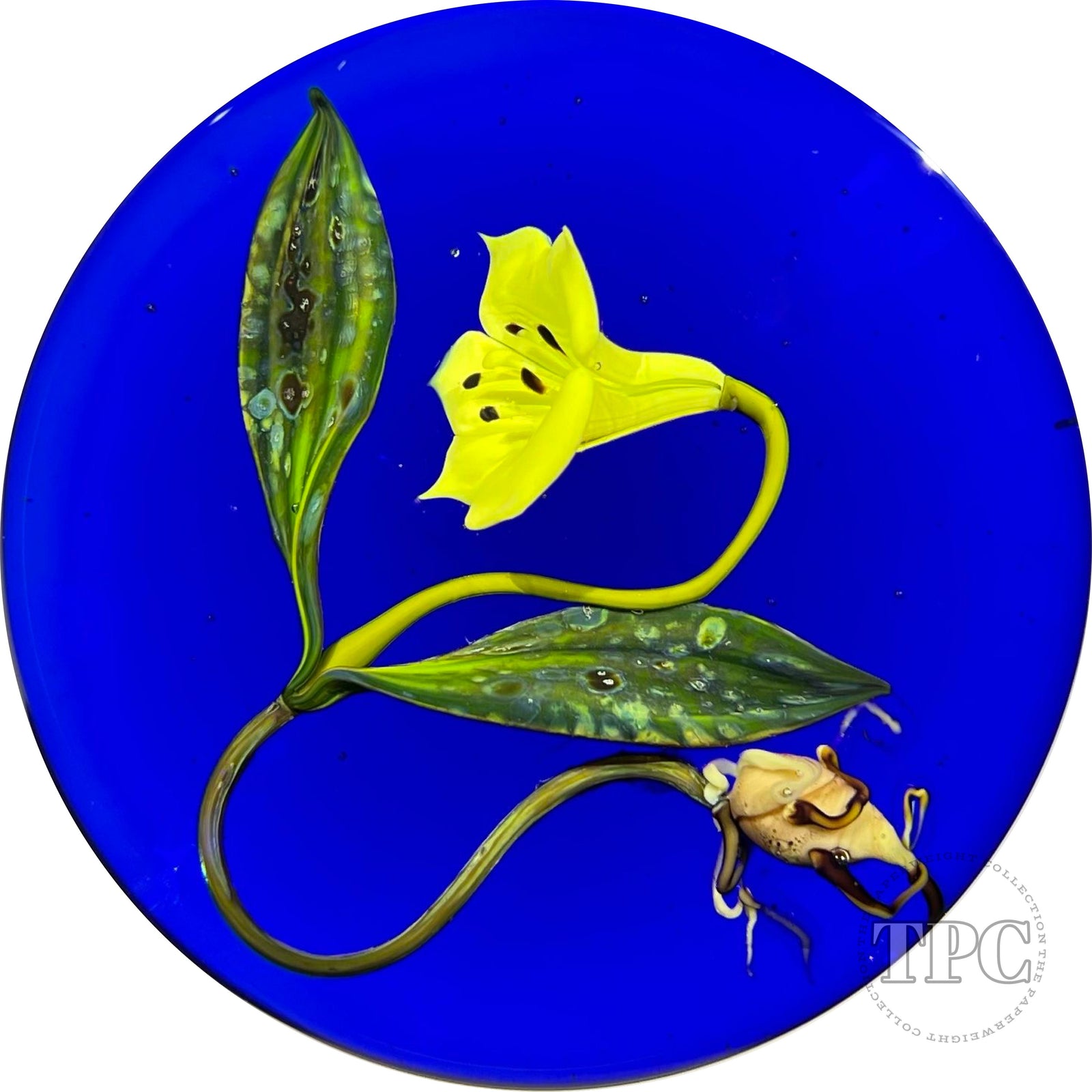 Paul Stankard 1984 Glass Art Paperweight Flamework Trout Lily Botanical on Blue