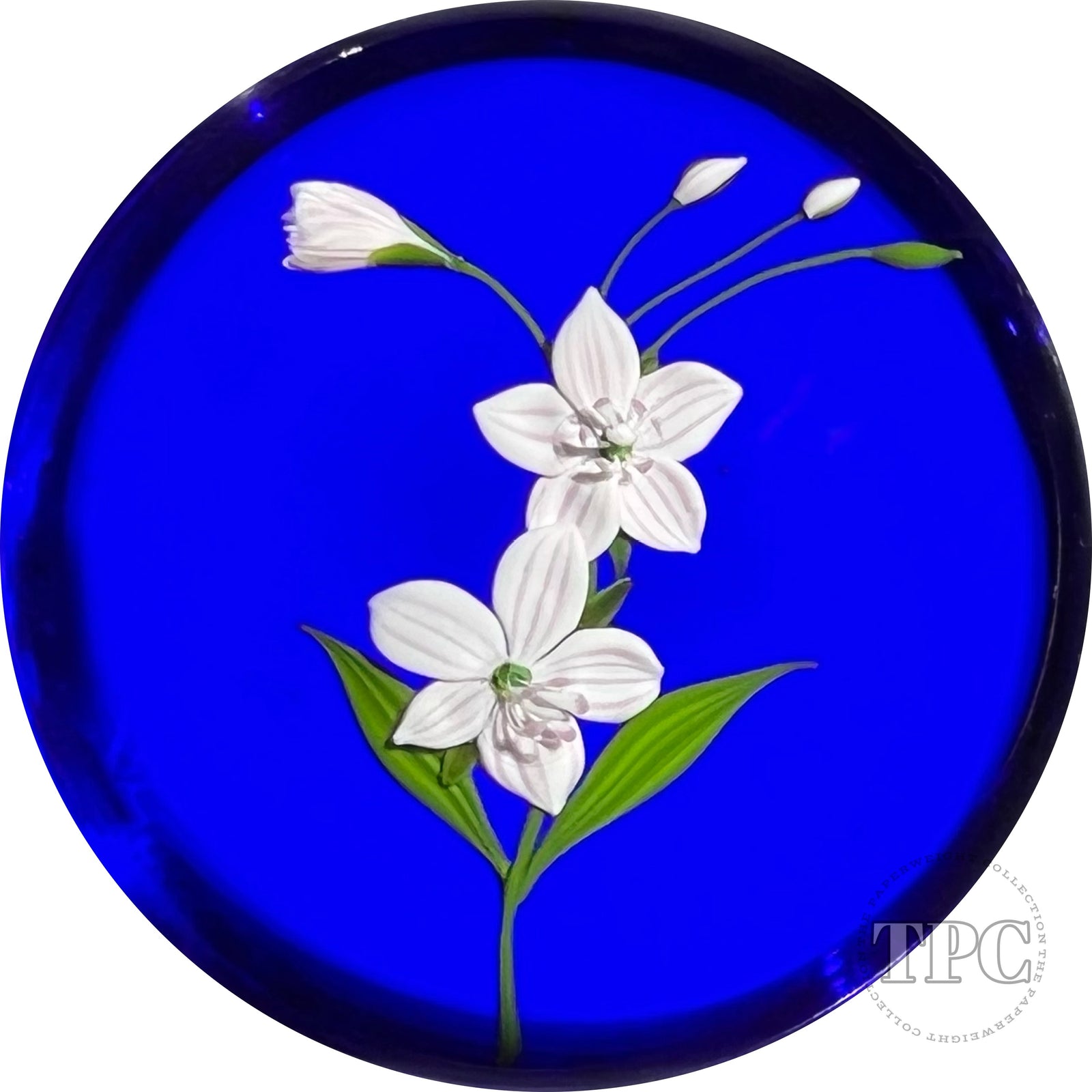 Paul Stankard 1980 Limited Edition Glass Art Paperweight Flamework Spring Beauty Blossoms on Blue