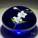 Paul Stankard 1980 Limited Edition Glass Art Paperweight Flamework Spring Beauty Blossoms on Blue