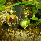 Magnum Paul Stankard 1983 Glass Art Paperweight Naturalistic Flamework Wild Yellow Rose on Sandy Moss Ground