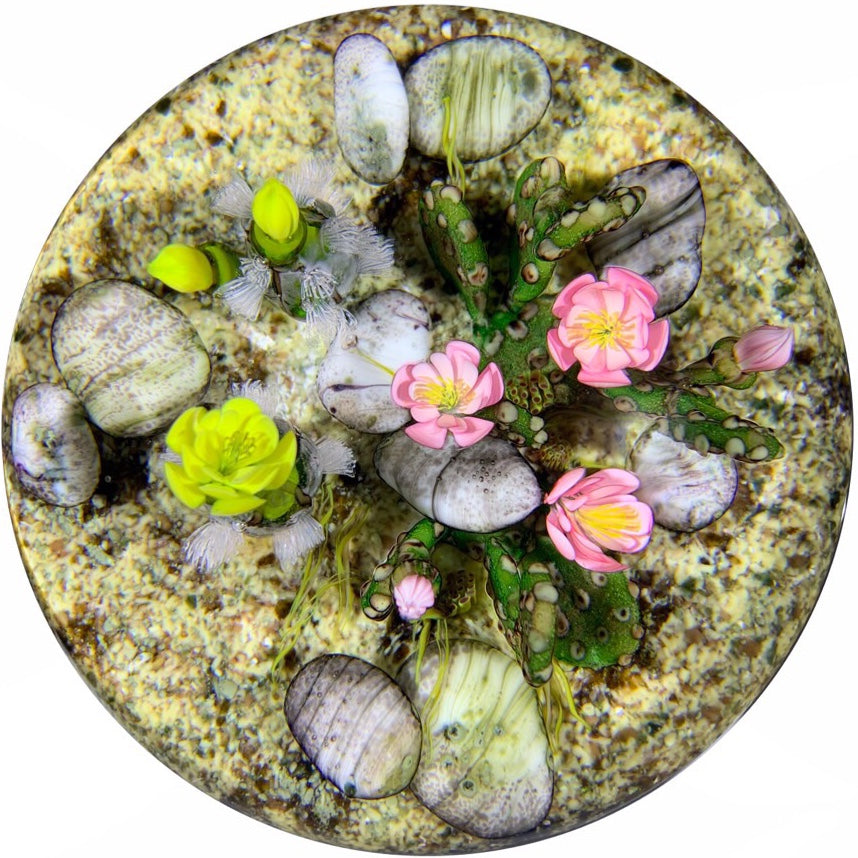 Ken Rosenfeld 2017 Art Glass Paperweight Lampwork Blooming Cacti Desert Scene