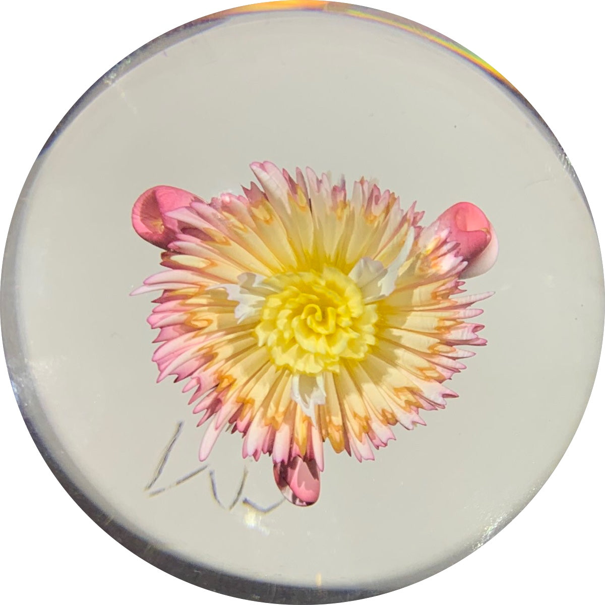 Marcus Barnes 2019 Art Glass Paperweight Complex Gold Fumed Compression Flower