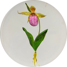 Paul Stankard 1983 Flamework Purple Lady Slipper Botanical Study