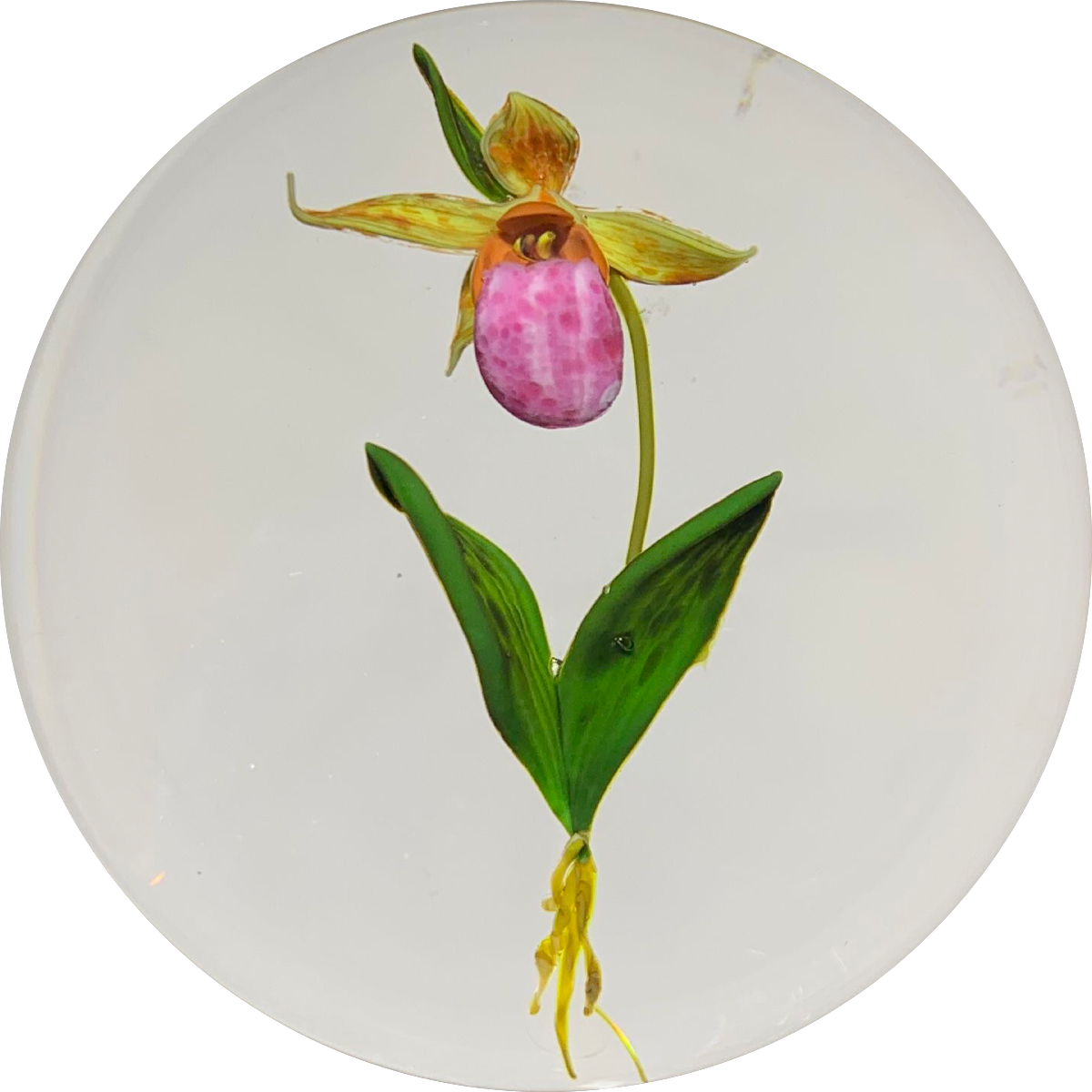 Paul Stankard 1983 Flamework Purple Lady Slipper Botanical Study