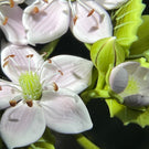 Clinton Smith 2021 Flamework Pink Black Berry Blossoms on Clear Ground