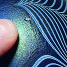 Orient & Flume 1981 Iridescent Torchwork Surface Decorated Flower on Blue Field