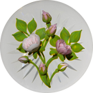 Gordon Smith 2019 Flamework Pink Rose Bouquet Star Cut Base
