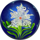 Orient & Flume 1981 Iridescent Torchwork Surface Decorated Flower on Blue Field
