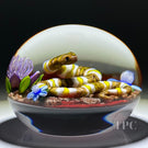 Ken Rosenfeld 2023 Glass Art Paperweight Flamework Banded Yellow/White & Brown Scaled Snake on Red Sand with Pebbles & Perennial Flowers