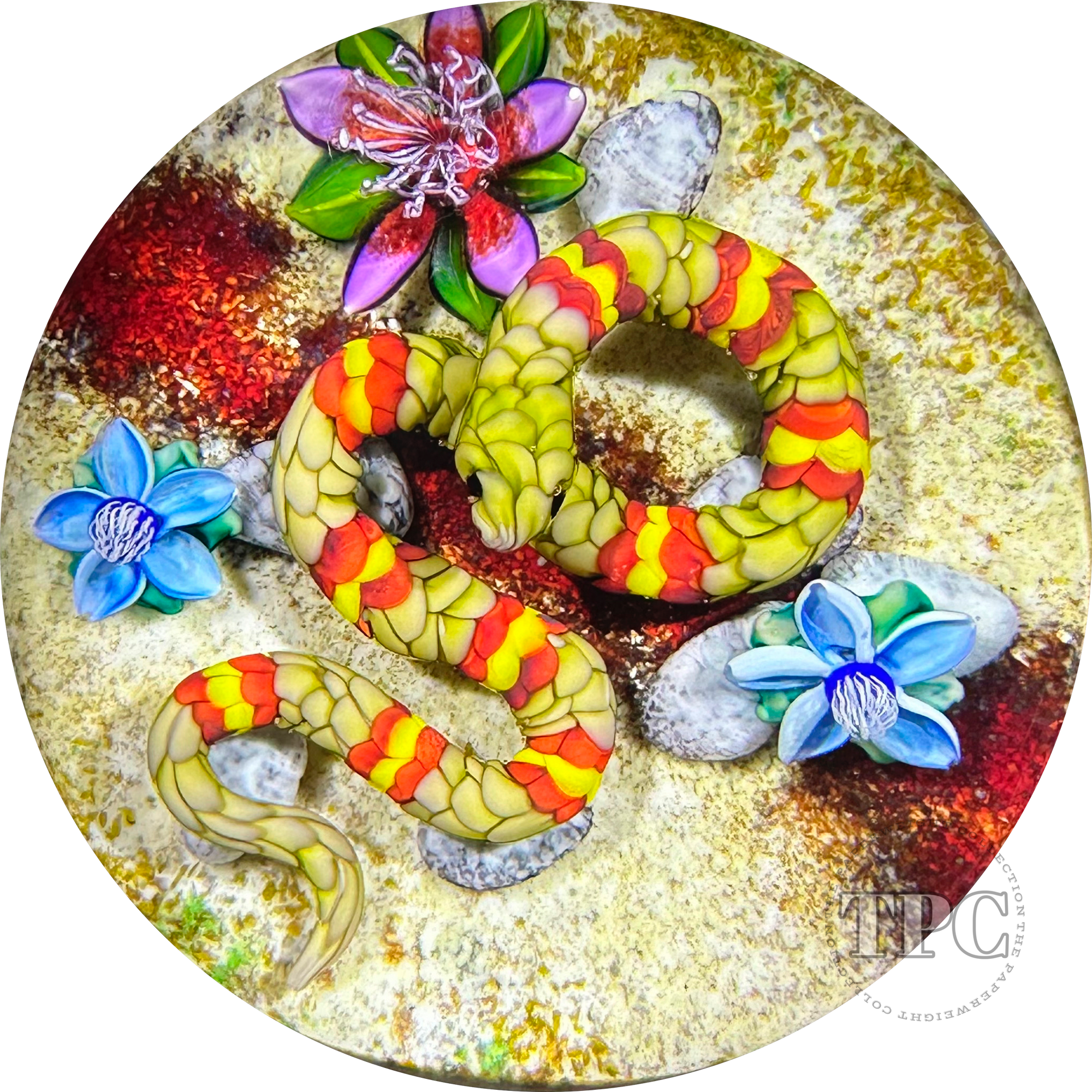 Ken Rosenfeld 2023 Glass Art Paperweight Flamework Yellow & Red Banded Snake on Sand with Pebbles & Perennial Flowers