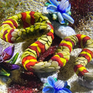 Ken Rosenfeld 2023 Glass Art Paperweight Flamework Yellow & Red Banded Snake on Sand with Pebbles & Perennial Flowers