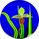 Orient & Flume 1985 Torchwork Lady Slipper Orchid on Blue Ground