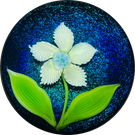 Orient & Flume 1978 Torchwork Yellow Flower over a Dark Dichroic Blue/Purple Ground