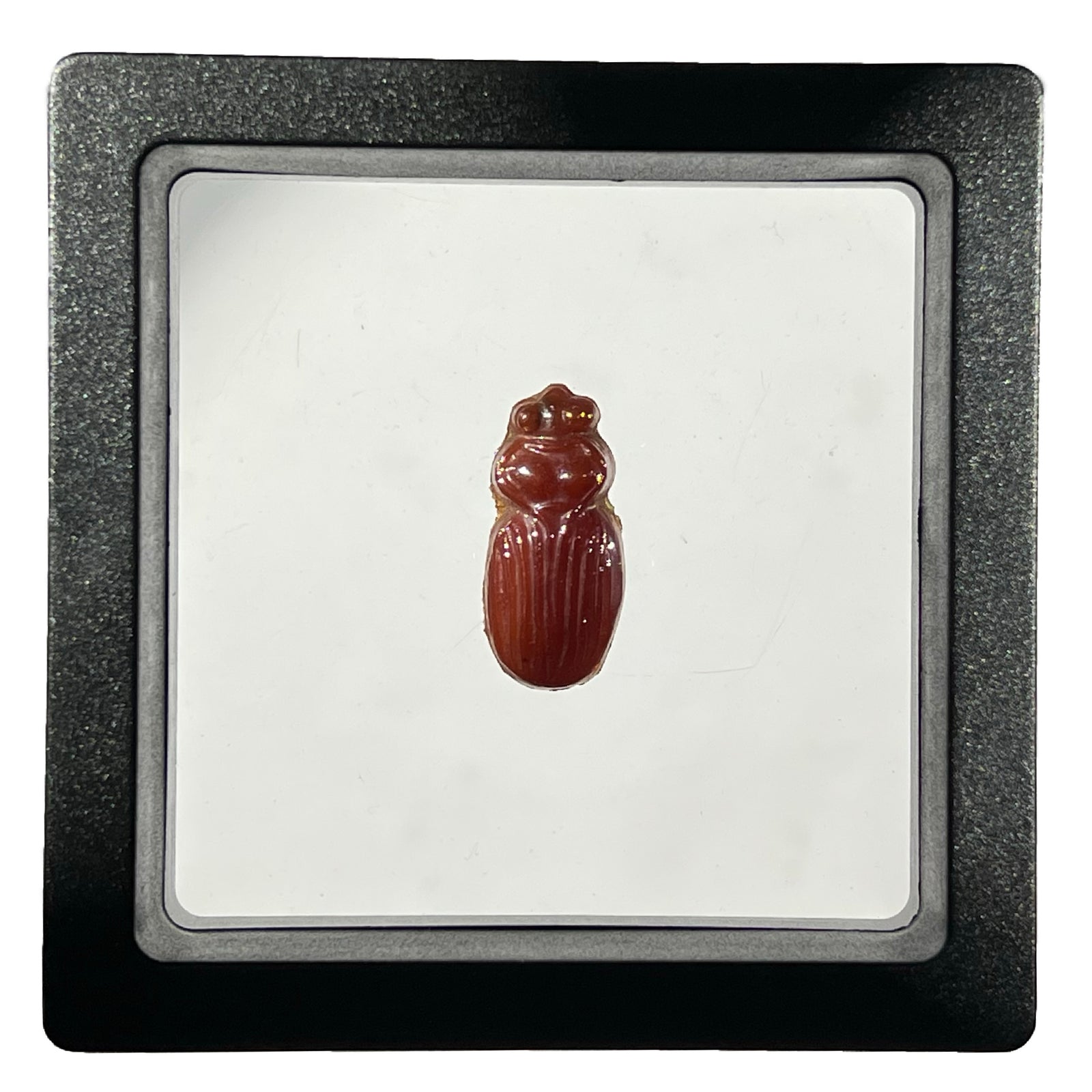 Lotton Studio Iridescent Red Scarab Beetle in Jewel Case