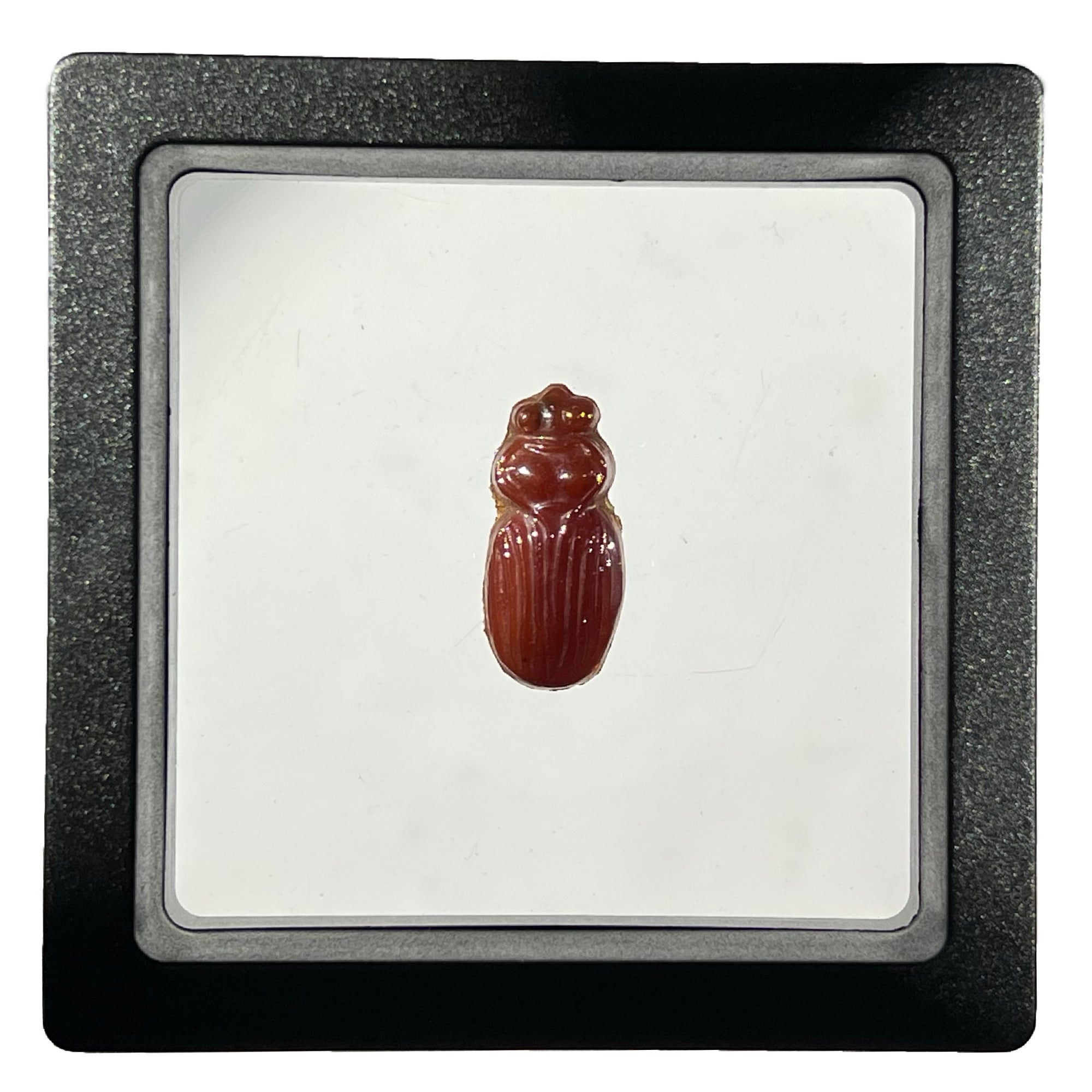 Lotton Studio Iridescent Red Scarab Beetle in Jewel Case