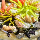 Cathy Richardson 2019 Miniature Flamework Tidepool with Striped Snails and Orange Sea Stars Glass Art Paperweight