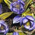 Clinton Smith 2021 Flamework Purple Crocuses With Granite Stones Glass Art Paperweight