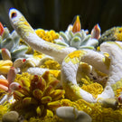 Gordon Smith 2021 Flamework Corn Snake with Succulents and Lichen Covered Rocks