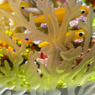 Cathy Richardson 2021 Flamework Coral Reef with All Over Surface Engraving 1 of 1