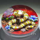 Ken Rosenfeld 2023 Glass Art Paperweight Flamework Banded Yellow/White & Brown Scaled Snake on Red Sand with Pebbles & Perennial Flowers