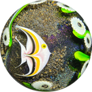 Orient & Flume 1979 Glass Art Paperweight Torchwork & Millefiori Tropical Fish with Kelp