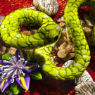 Ken Rosenfeld 2023 Glass Art Paperweight Flamework Green Scaled Snake on Red Sand with Pebbles, Aventurine, and Perennial Flowers
