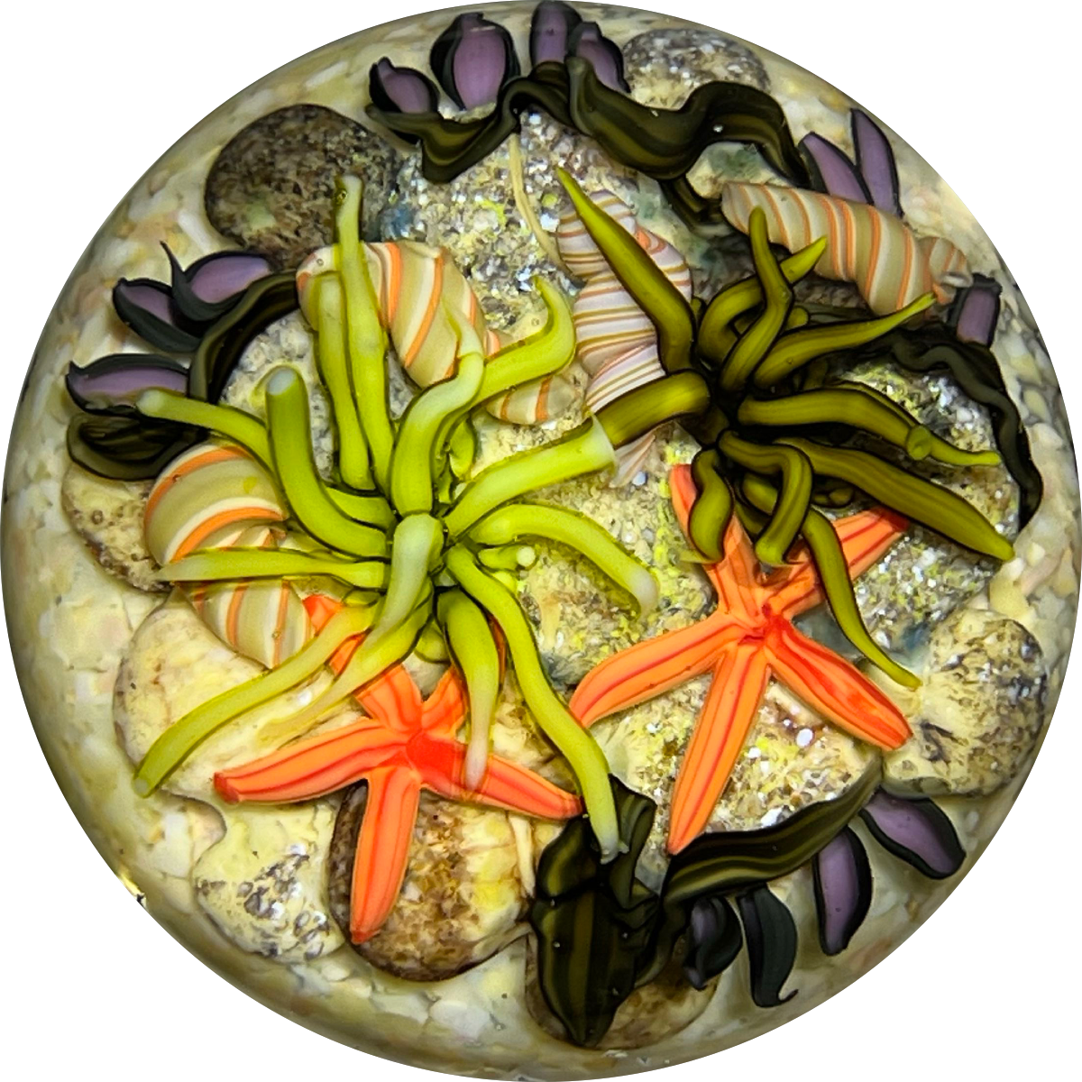 Cathy Richardson 2019 Miniature Flamework Tidepool with Striped Snails and Orange Sea Stars Glass Art Paperweight