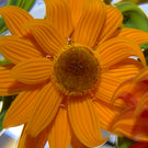 Gordon Smith 2020 Flamework Wild Flower Bouquet Star Cut Base