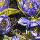 Clinton Smith 2021 Flamework Purple Crocuses With Granite Stones Glass Art Paperweight