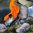Ken Rosenfeld 2021 Flamework Puffin Seabird on Shoreline Rocks