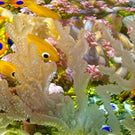 Cathy Richardson 2021 Flamework Coral Reef with All Over Surface Engraving 1 of 1