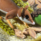 Clinton Smith 2021 Flamework Field Mouse Collecting Wheat, Sunflower Seeds & Acorns