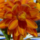 Gordon Smith 2020 Flamework Wild Flower Bouquet Star Cut Base