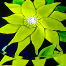 Faceted Saint-Louis 1970 flamework Yellow Clematis Flower on Transparent Cobalt Blue Ground