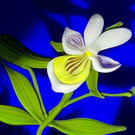 Paul Stankard 1979 Flamework Pansies on Opaque Blue Ground