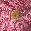 Antique Saint-Louis Glass Art Paperweight Lampwork Pink Pompon Blossom with Blue and White Millefiori Garland