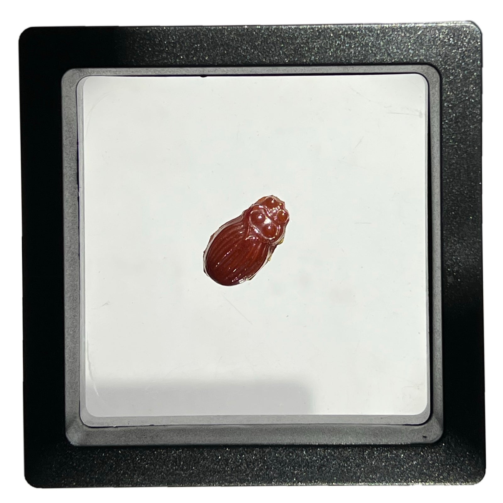 Lotton Studio Iridescent Red Scarab Beetle in Jewel Case