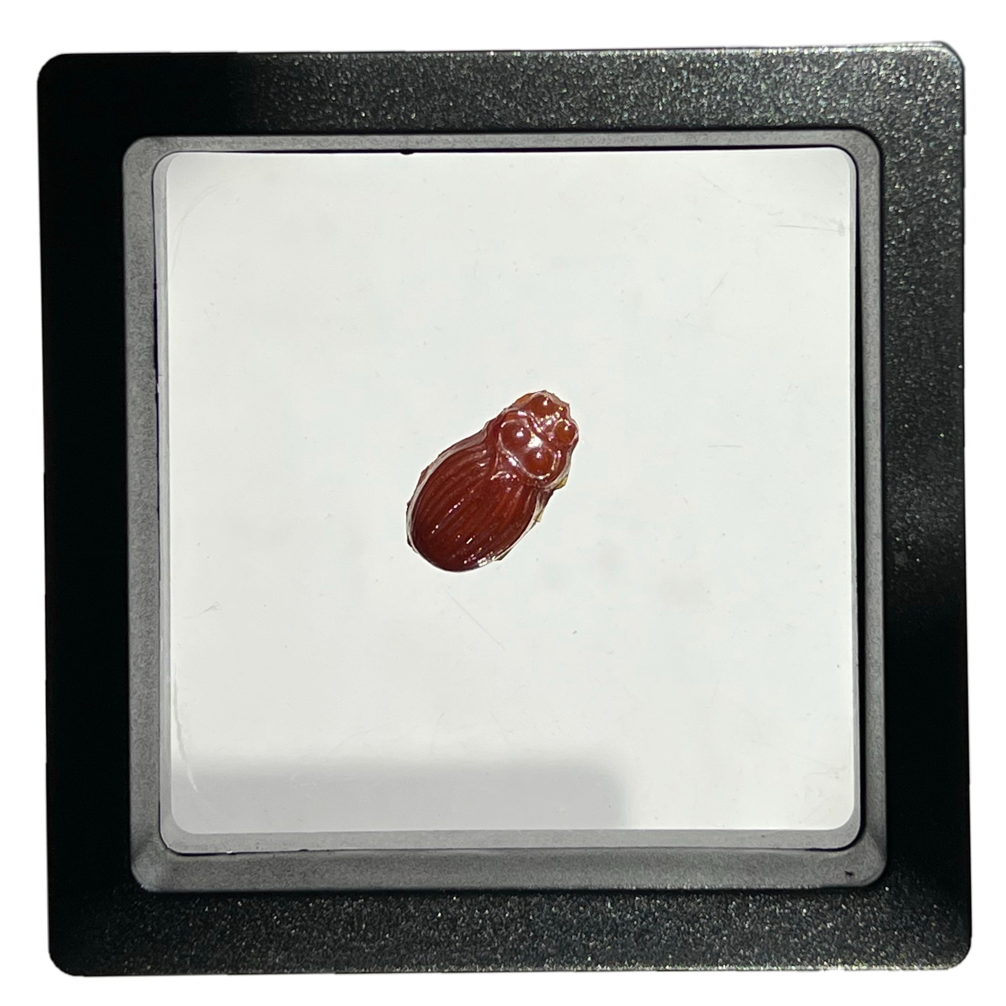 Lotton Studio Iridescent Red Scarab Beetle in Jewel Case